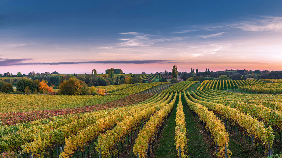 Sicherheit für Weingut